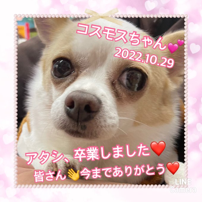 【運命の赤い糸見～つけた💓スムースチワワのコスモスちゃん💕】2022,10,29